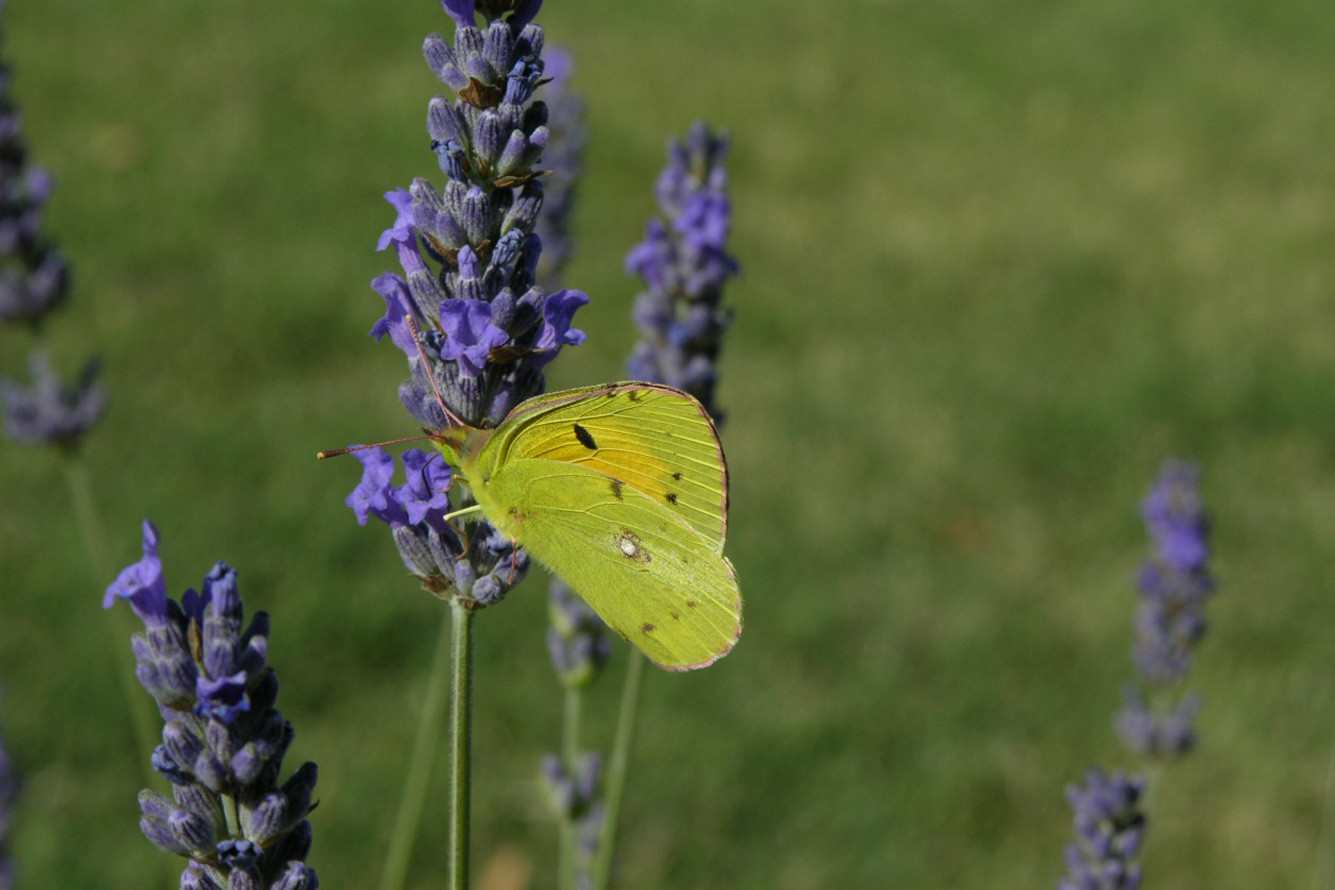 media.SOLEA-gallery-3