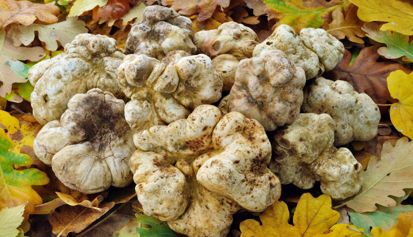 media.Offerta-vacanza-week-end-al-tartufo-bianco-Solea-hotel-campagna-marche